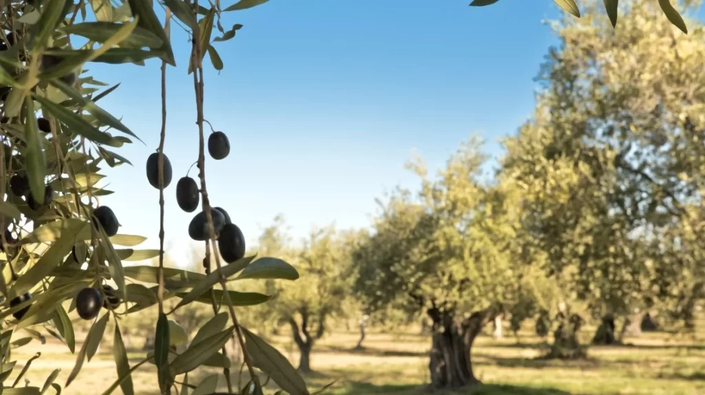 Akdeniz’in İncisi Zeytin