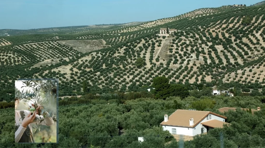 Zeytin Ormanı