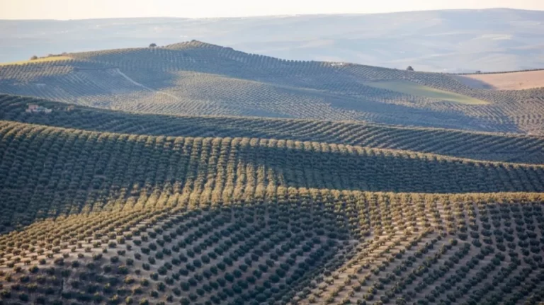 Zeytin Ormanı (iHeritage)